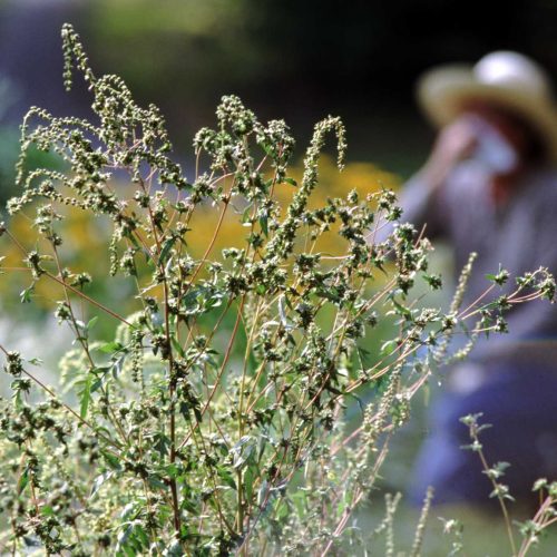 Experts say this year is shaping up to be a particularly bad allergy season.